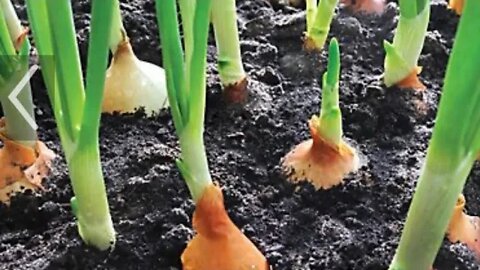Planting Onions | The Mac’s