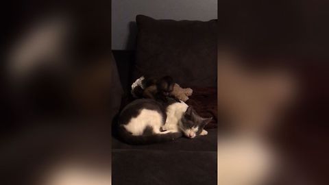 Small Monkey Tries To Wake Cat, Fails Adorably