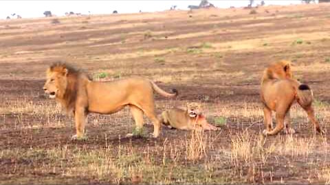 Lion fight,,,,,,😳