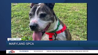 Bruno the dog up for adoption at the Maryland SPCA