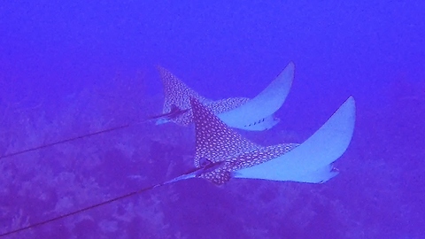 Diver swims with two massive and beautiful stingrays