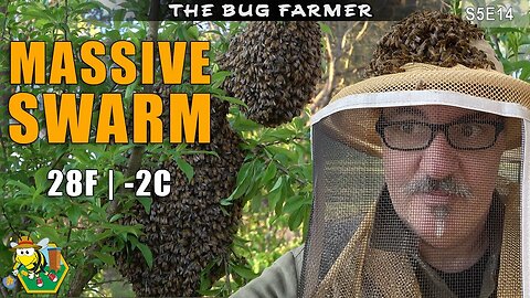 28F Massive Swarm | Get these bees off my head! #bees #swarm #beekeeping #insects