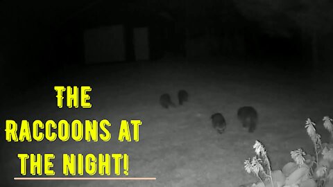 The RACCONs at the Night!