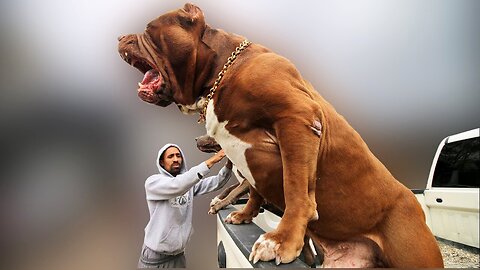 Paws and Wonders: Behold the Biggest Dogs Ever Captured On Camera!
