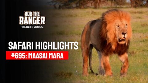 Safari Highlights #695: 05 & 06 June 2022 | Maasai Mara/Zebra Plains | Latest Wildlife Sightings