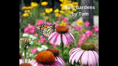 Rain Garden Landscape Design