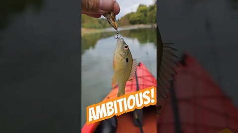 This fish is going places! #shorts #ambition #kayakfishing #river #fishing #dink