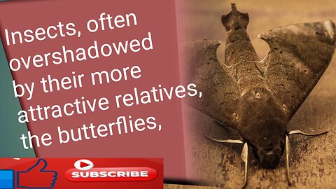 Insects, often overshadowed by their more attractive relatives, the butterflies,