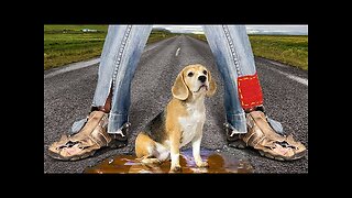 WE RESCUED STRAY CAT AND DOG Useful Hacks And Gadgets For Pet Owners || HD