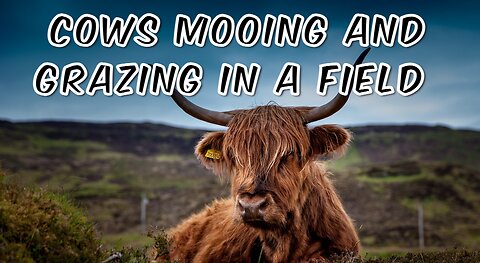COW VIDEO 🐮🐄 COWS MOOING AND GRAZING IN A FIELD 🐄🐮