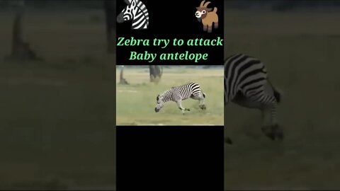 Zebra try to attack baby antelope 🦌#shorts #youtubeshorts
