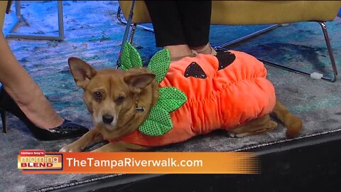 Tampa Riverwalk Halloween | Morning Blend