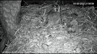 Mom Returns, Owlet Goes On Defense-Cam Three 🦉 3/20/22 21:55