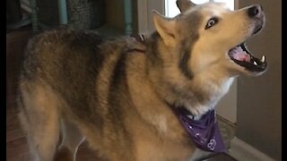 Husky argues loudly that it's time to go out