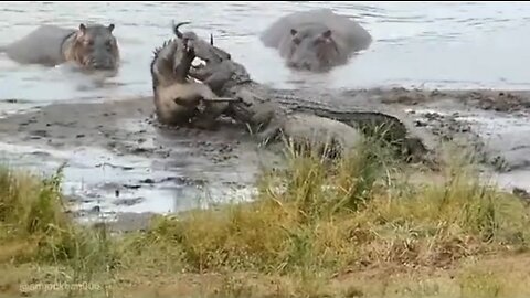 crocodile attacks😋💔💔💔#crocodile #attack