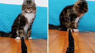 Smart Cat Likes To Play With Dominoes