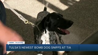 New bomb dog Harley sniffs for safety at Tulsa International Airport