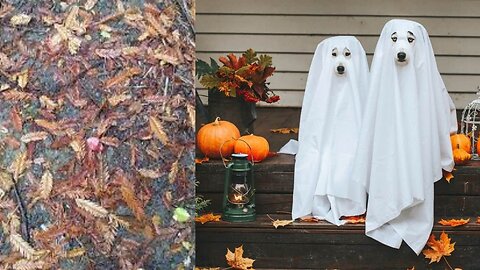 Trio of adorable rescue dogs embrace Halloween in matching ghost costumes