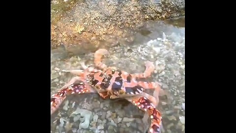 Recipe for cooking fresh crab from the river