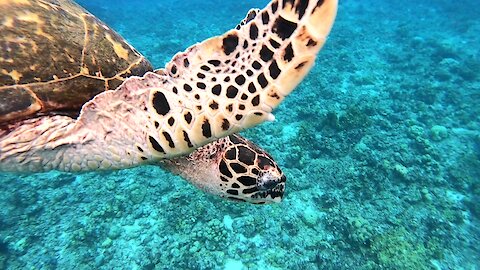 Scuba divers enter a world that is beautiful beyond words