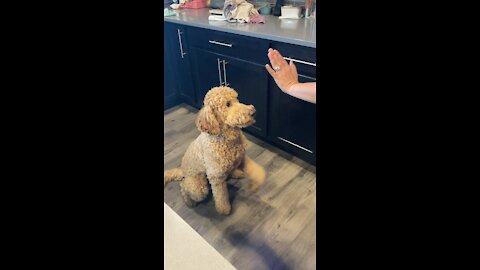 High fives and shakes
