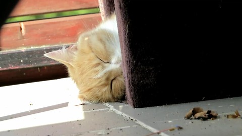 Funny cat in a small box