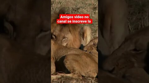 búfalo ataca leão extreme #shorts