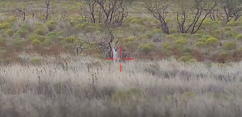 Action Filled Coyote Hunting With The Best Long Range Hunting Scope X-Sight 4K Pro 5-20x