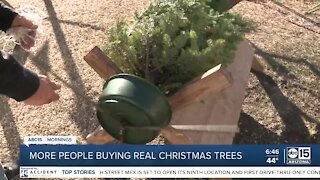 More people buying real Christmas trees