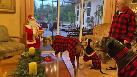 Festive-dressed Great Dane pack chat with Singing Santa