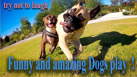 Try Not To Laugh ...Funny and amazing Cute Dogs play