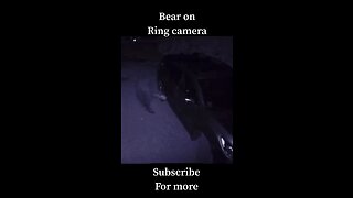 Bear on Ring camera