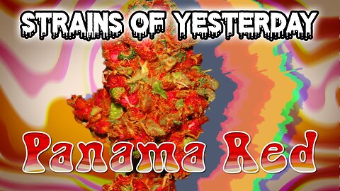 Strains of Yesterday : Panama Red