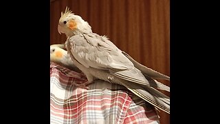 Cute baby cockatiel is finding his voice