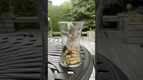 Cute Squirrels munching peanuts