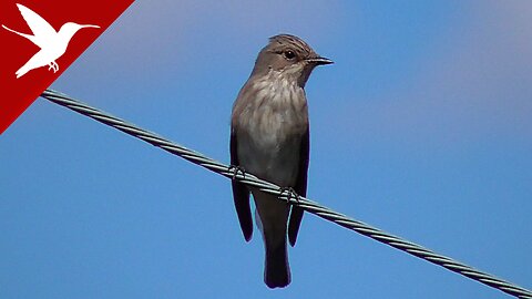 Spotted flycatcher - Muscicapa striata - Papamoscas moteado - Σταχτομυγοχάφτης - Moucherolle tacheté