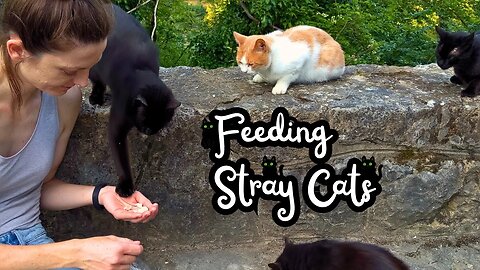 Hungry Stray Cats Wait Politely to Be Fed - Feeding Stray Cats