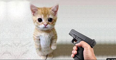 Funny cat 😽 vs Gun 🔫 - Funny Animals 😂 playing dead on finger shot Compilation