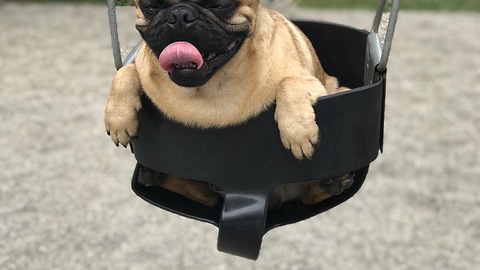 Dog Gets His Swing On