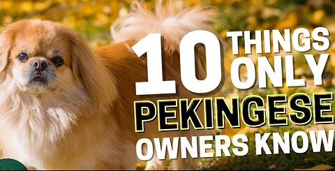 10 Things Only Pekingese Dog Owners Understand