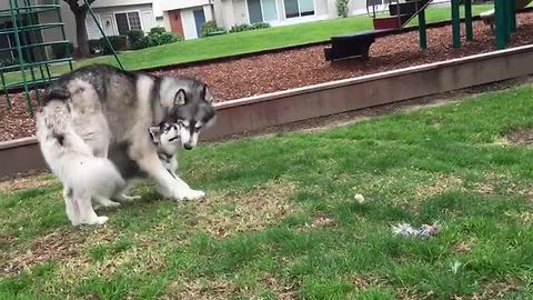 Husky adult and puppy's adorably cute playtime