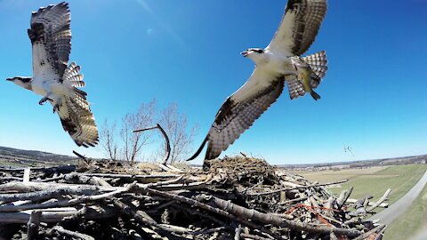 Camera in fish eagle nest documents amazing activities over weeks
