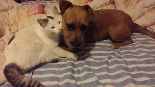 Dog and cat can't deny love for one another