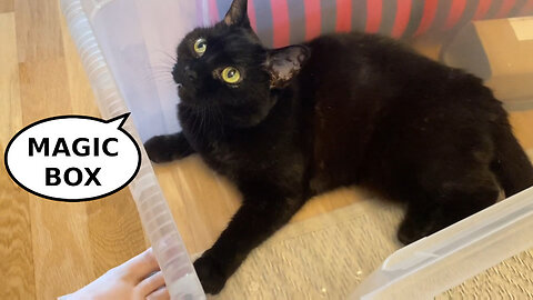 Vilma Cat and A Plastic Box