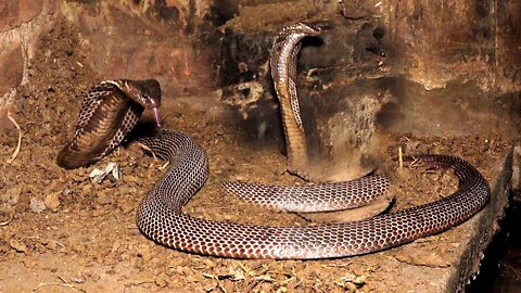 Cobra Snakes in the world