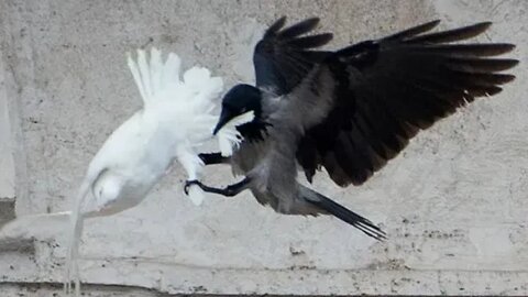 Doves released by Jesuit Pope Francis in a ceremony for Ukraine are attacked by Crow and Seagull!