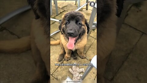 Leonberger ❤️ From Farm to Family Home!
