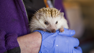 Animal Lover Turns Home Into Hedgehog Hospital: CUTE AS FLUFF