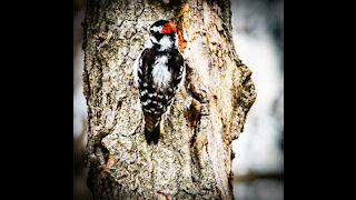 Downy Woodpecker