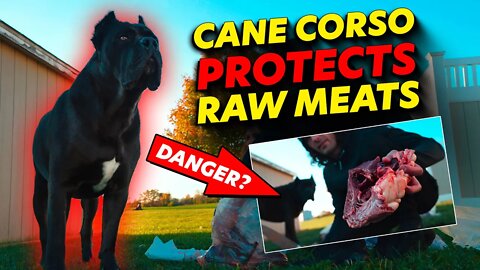 Cane Corso PROTECTS Raw Meat